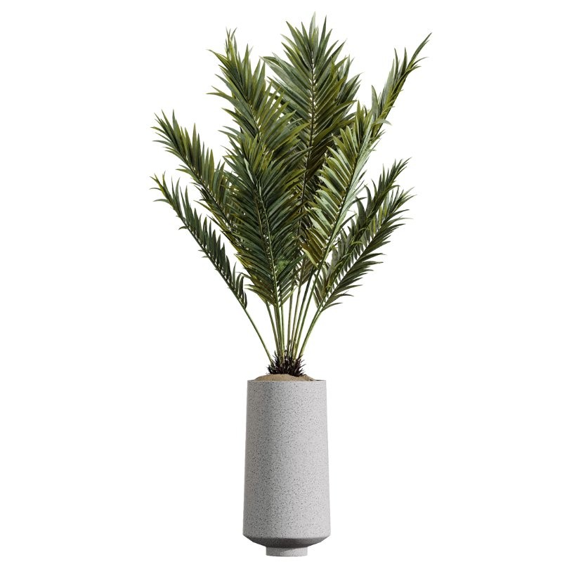 AV Indoor Plants Set 427 Olive Banana Palm Aspidistra - Image 2