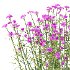 Verbena Bonariensis Plant 01 - Thumbnail 5