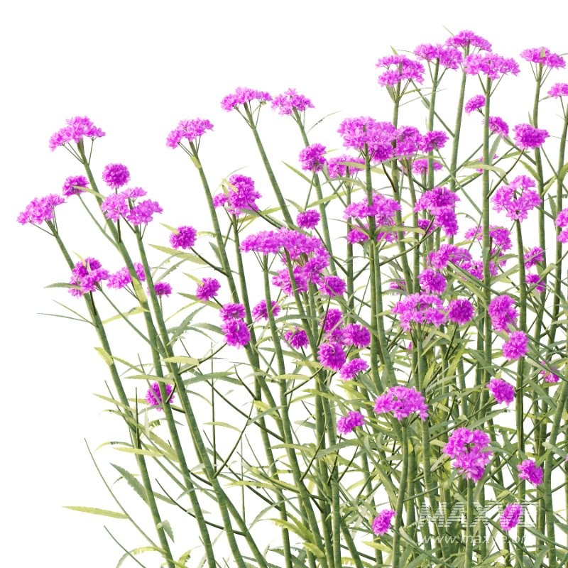 Verbena Bonariensis Plant 01 - Image 5