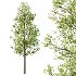Diffrent Tilia platyphyllos Tree 001 - Thumbnail 2