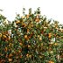 AV fruit trees Amygdalus Persica Peach and Orange tree - Thumbnail 1