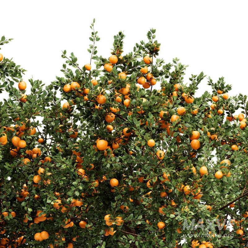 AV fruit trees Amygdalus Persica Peach and Orange tree - Image 1