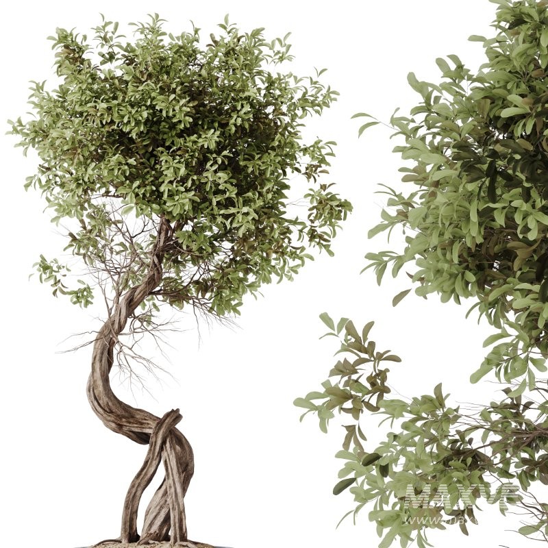 AV Indoor Plants Set 421 Ficus Microcarpa Bonsai Ginseng and Bonsai Pinus Pentaphylla Thunbergii - Image 2