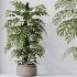AV Indoor Plants Set 424 Yucca Palm and Elegant Monstera and Olive Tree and Euphorbia Drupifera - Thumbnail 7