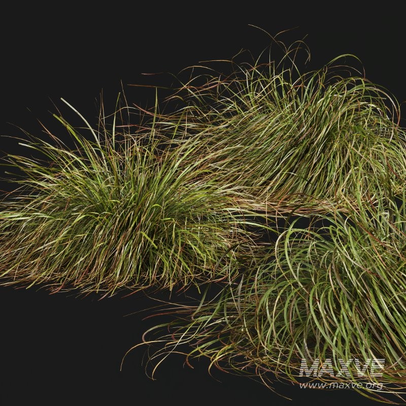 ntal grasses. These tufted, wind-swept grasses are modeled with exceptional care to capture their signature arching blades, airy volume, and subtle color variation ranging from warm yellow-greens to earthy bronze tones. - Image 9