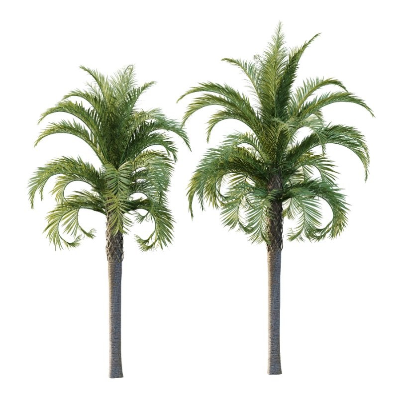 Curly Palm Tree 02 - Image 3