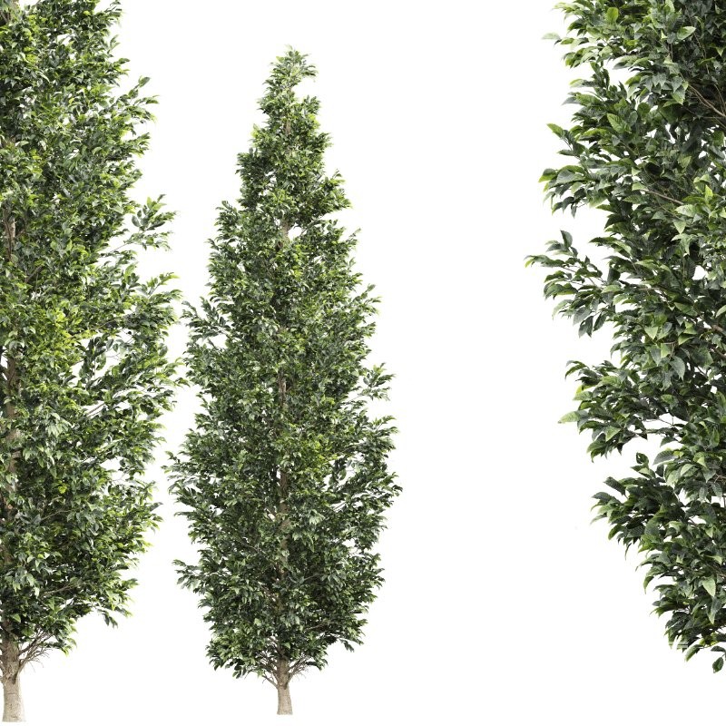 AV Carpinus Betulus 3 trees - Image 3