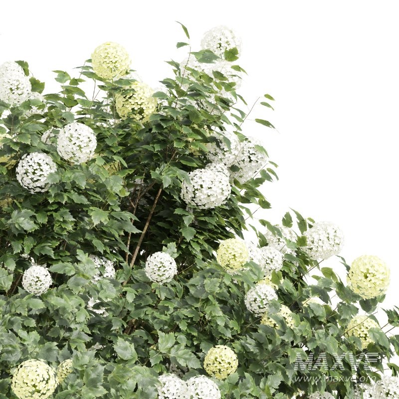 ntal planting designs. The Viburnum complements them with its elegant rounded flowers and full, textured canopy that enhances naturalistic and decorative landscapes. - Image 5