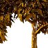 Diffrent Tree Tilia platyphyllos Celtis australis - Thumbnail 7