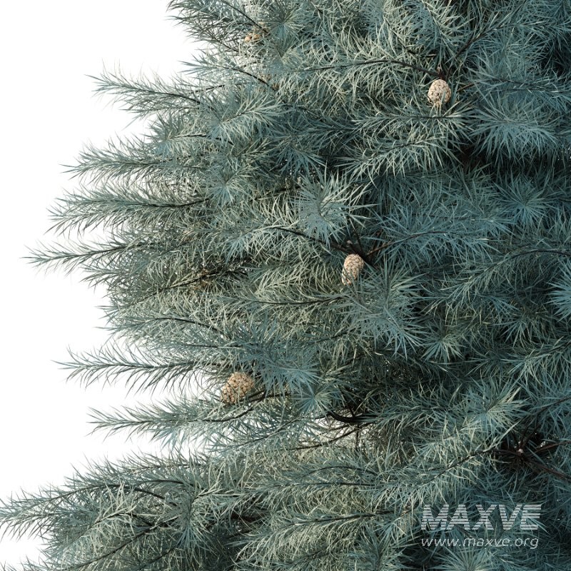 Blue Spruce Tree 02 - Image 2