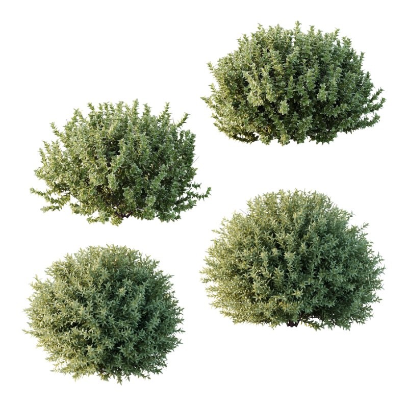 Diffrent Bush 01 Fruits Fortescue Euonymus - Image 1