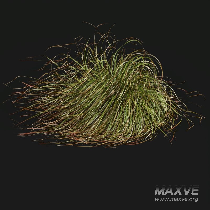 ntal grasses. These tufted, wind-swept grasses are modeled with exceptional care to capture their signature arching blades, airy volume, and subtle color variation ranging from warm yellow-greens to earthy bronze tones. - Image 1