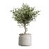 AV Indoor Plants Set 424 Yucca Palm and Elegant Monstera and Olive Tree and Euphorbia Drupifera - Thumbnail 3