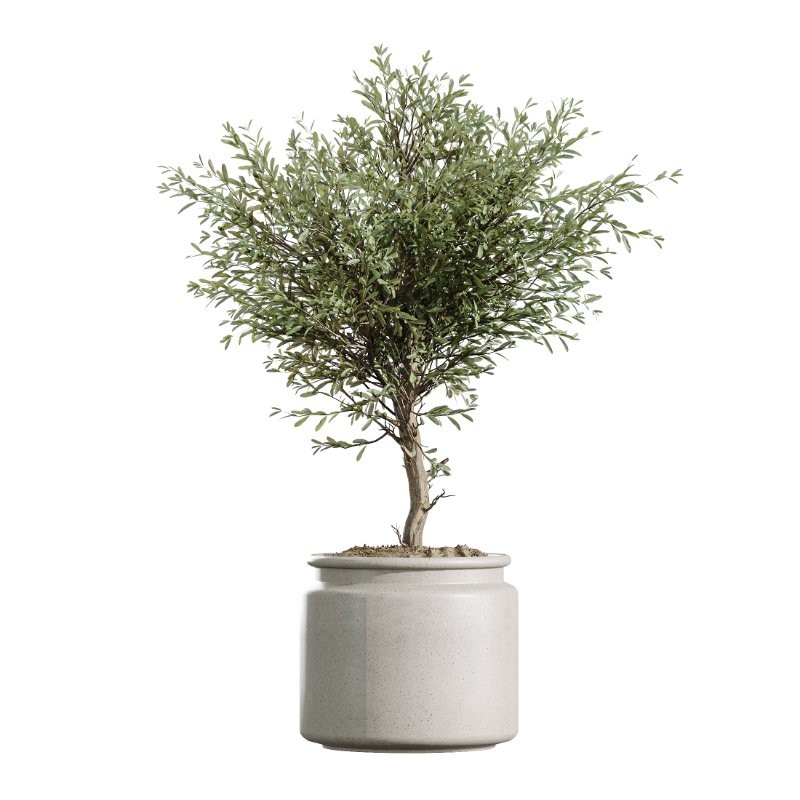 AV Indoor Plants Set 424 Yucca Palm and Elegant Monstera and Olive Tree and Euphorbia Drupifera - Image 3