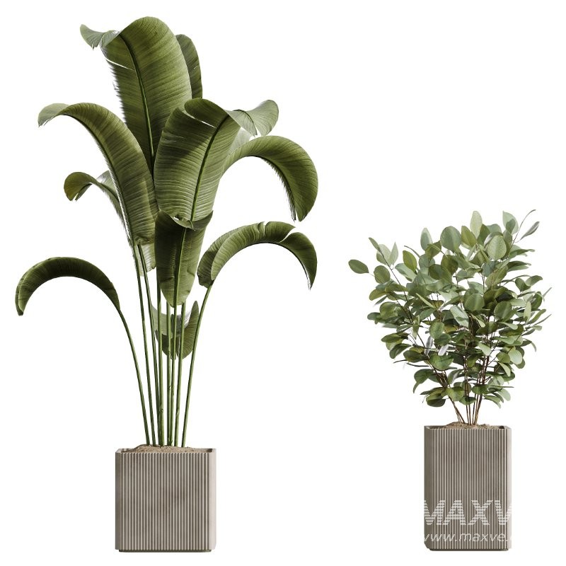AV Indoor Plants Set 430 Eucalyptus Olive Banana Yucca Palm - Image 5
