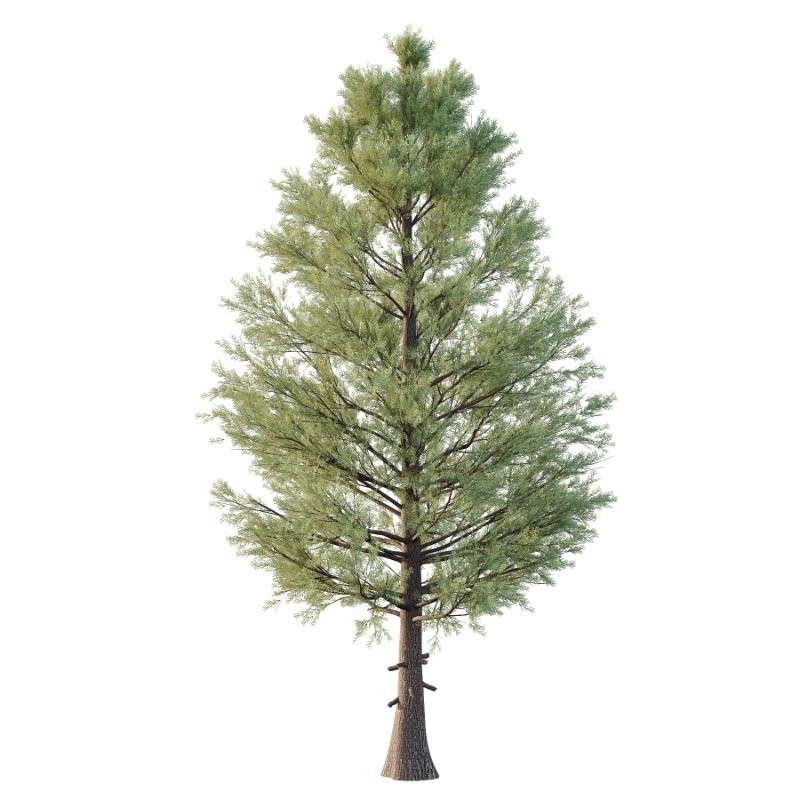 Eastern Red Cedar 02 - Image 3