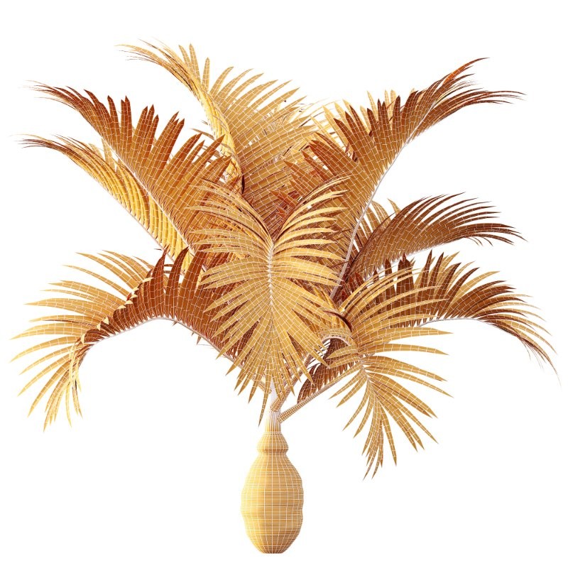 AV Sabal Palmetto Cabbage Palm and Bottle palm tree hyophorbe lagenicaulis - Image 10