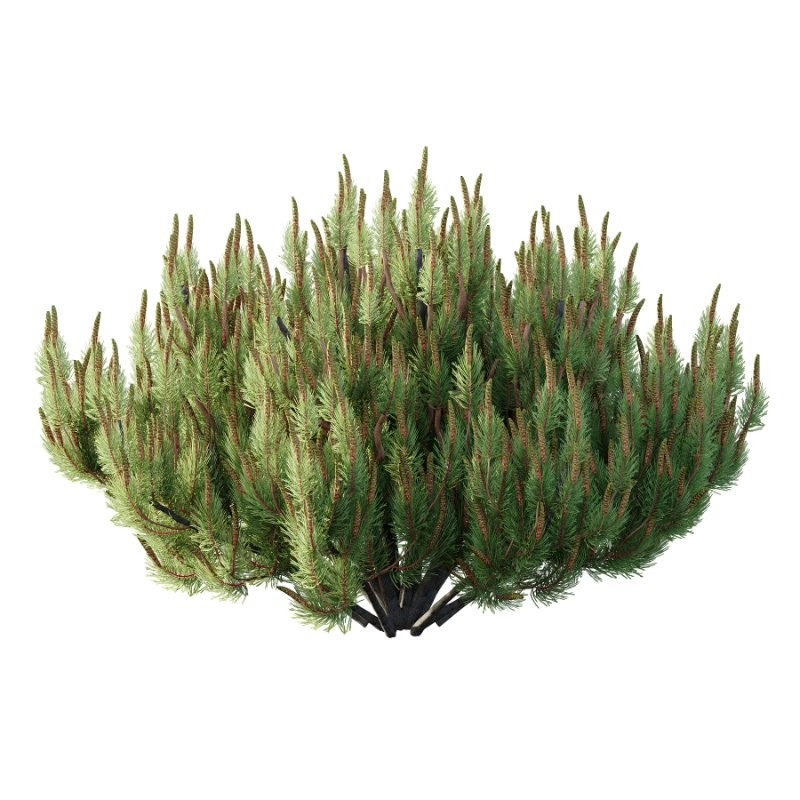 Diffrent Bush 02 Pinus Mugo Frutices Fortescue Euonymus - Image 2