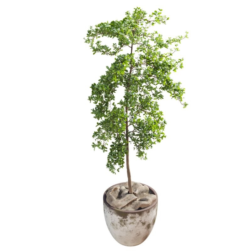 Bucida Buceras In Vintage Pot - Image 2