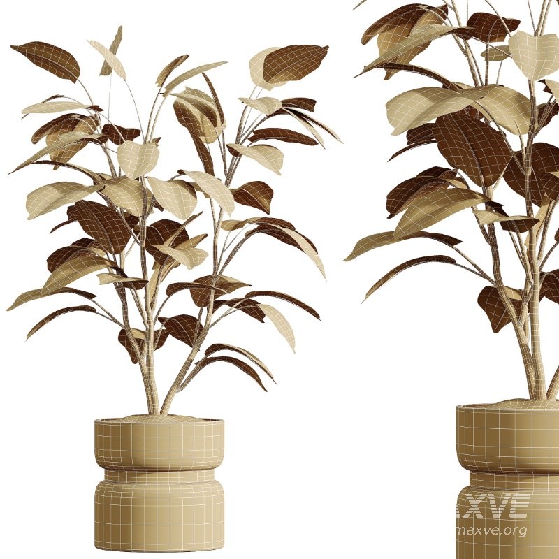 AV HousePlants set 419 Ficus Marginata and Japandi Minimalism and Banana Nicolai and Ficus lyrate - Image 10