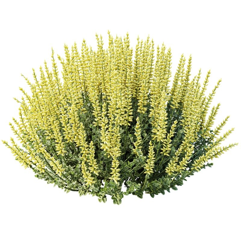 AV Calluna Vulgaris Helena Summer Broom Heather Garden Girls and Concinna Bonsai Pruned - Image 4