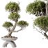 AV Indoor Plants Set 421 Ficus Microcarpa Bonsai Ginseng and Bonsai Pinus Pentaphylla Thunbergii - Thumbnail 1