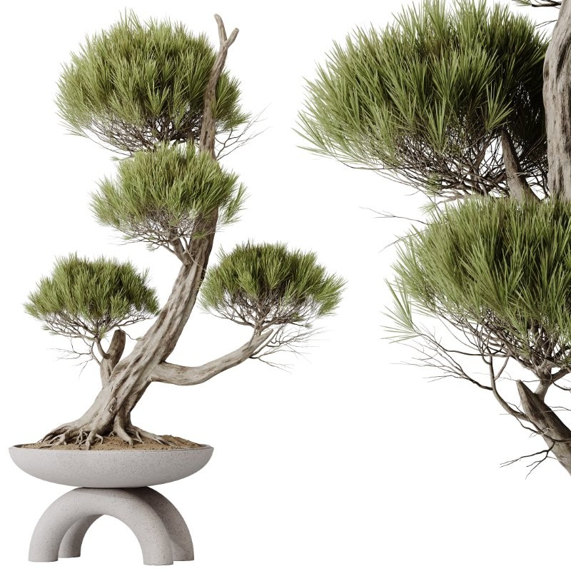 AV Indoor Plants Set 421 Ficus Microcarpa Bonsai Ginseng and Bonsai Pinus Pentaphylla Thunbergii - Image 1
