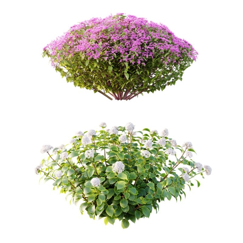 Diffrent Bush Spirea Japonica hydrangea arborescens - Image 1