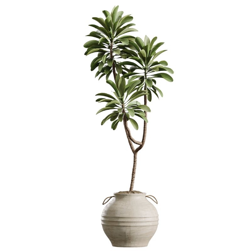 AV Indoor Plants Set 429 Palm Euphorbia Olive Ficus - Image 4