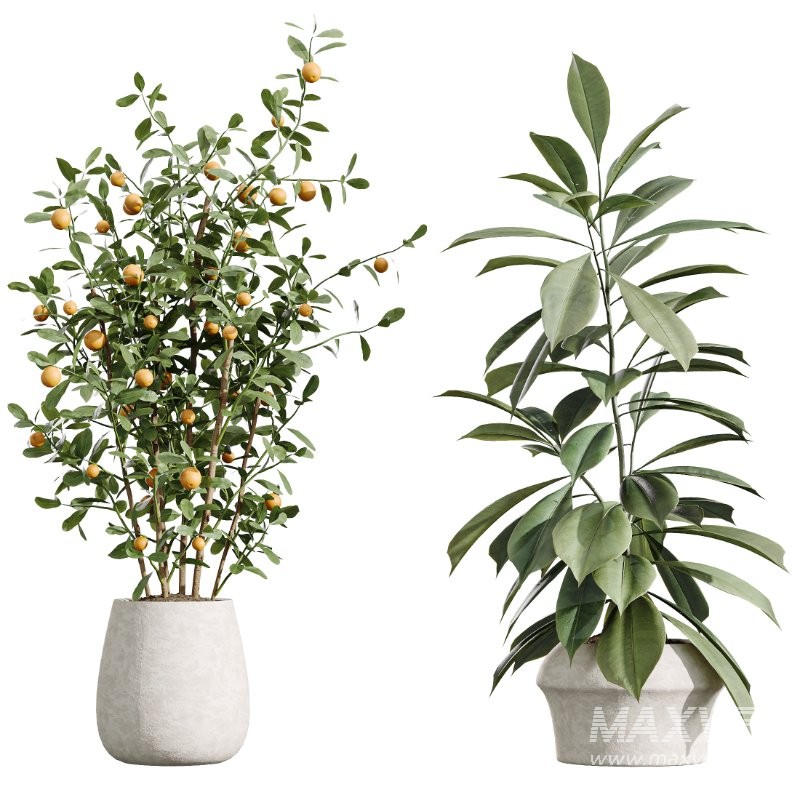 AV Indoor Plants Set 426 Ficus Fig Warneckii Sansevieria Orange - Image 6