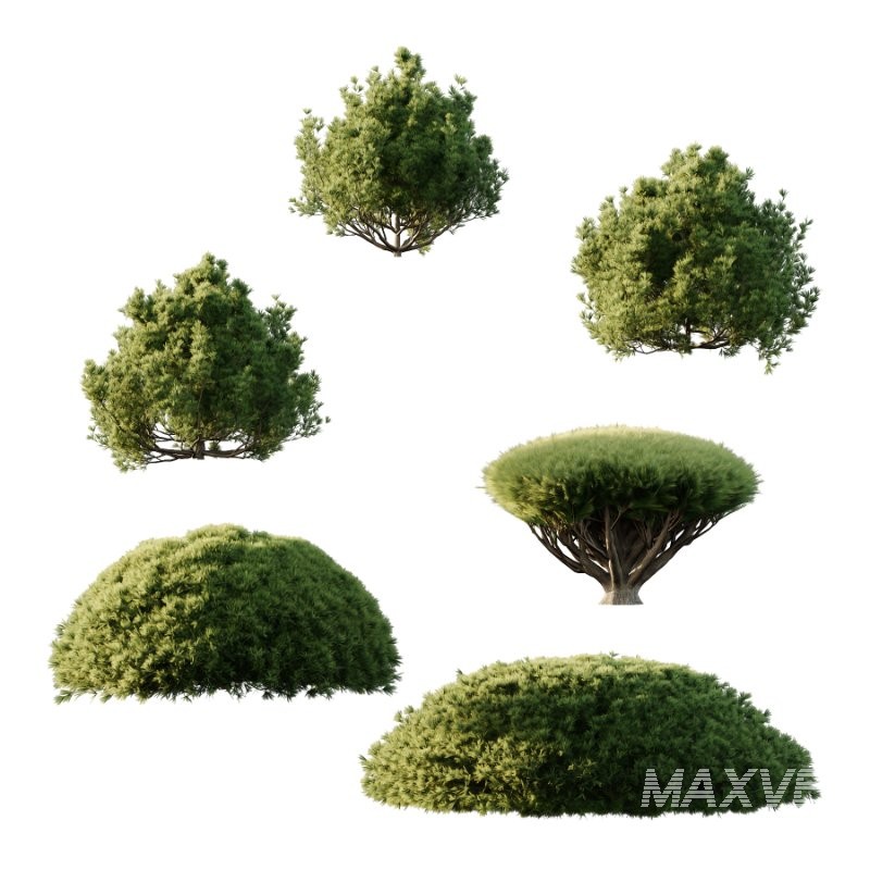 Pinus Mugo Bush 007 - Image 2