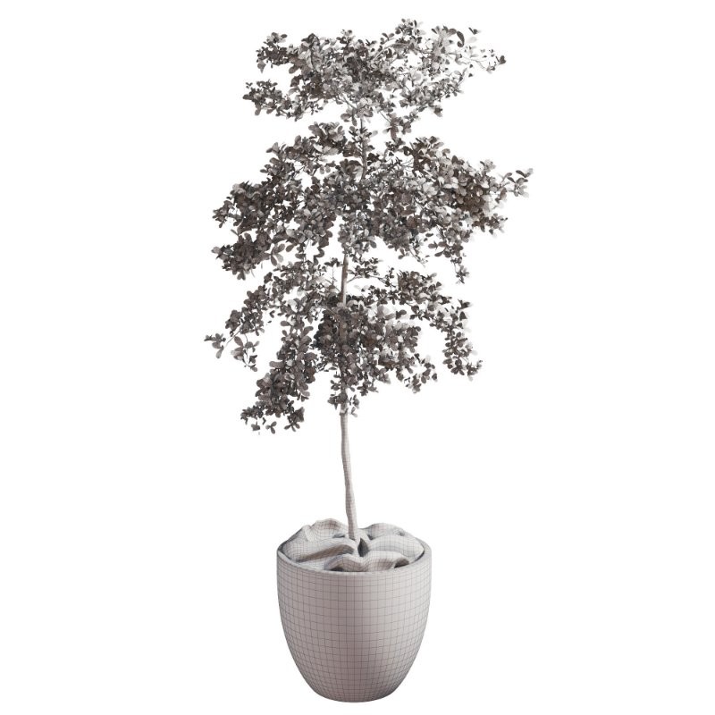 Bucida Buceras In Vintage Pot - Image 1