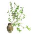Blooming Twig Arrangement in Antique Pot - Thumbnail 1