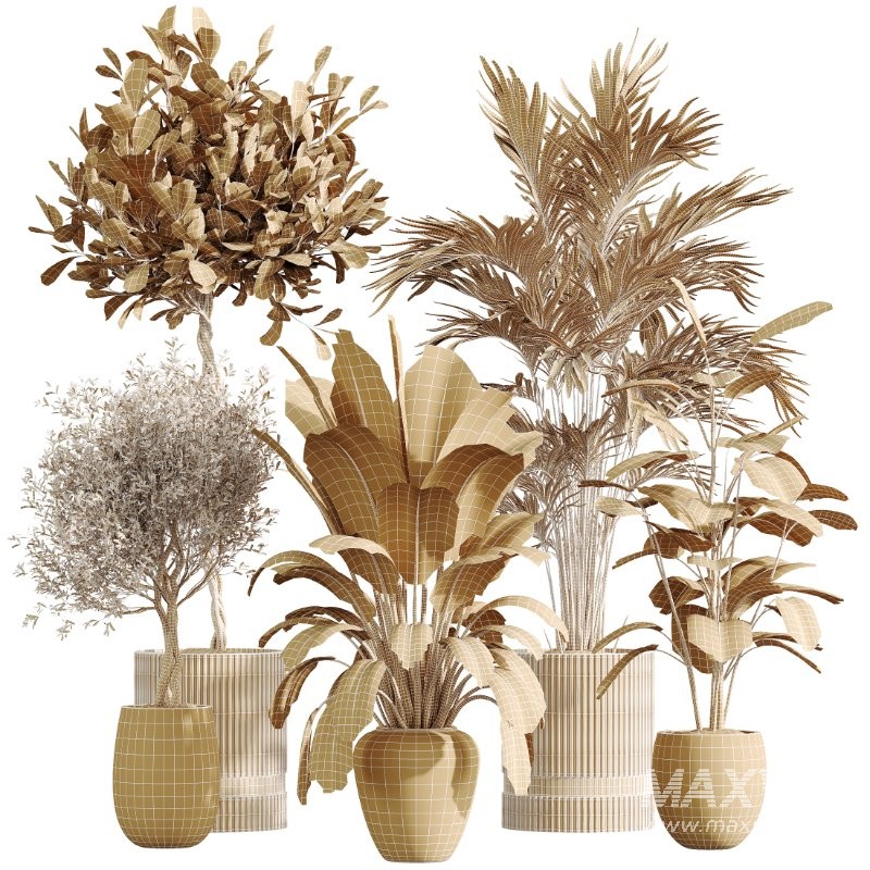 AV Indoor Plants Set 436 Ficus lyrata Areca Cat Reed Palm Ficus Elastica Olive tree Ficus macrocarpa - Image 9