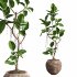 Ficus Elastica Plant Clay Stone Pot - Thumbnail 4