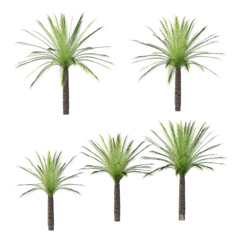 Phoenix roebelenii Palm Trees 07 - Image 1