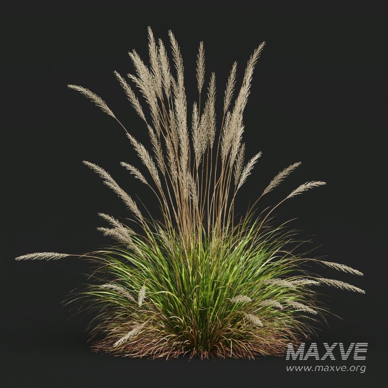 ntal grass set. Featuring the iconic Calamagrostis Acutiflora ‘Karl Foerster’—known for its tall, upright plumes—and the soft, arching forms of Stipa Arundinacea (Anemanthele Lessoniana), this collection captures the subtle beauty and dynamic movement of real-world meadow vegetation. - Image 7