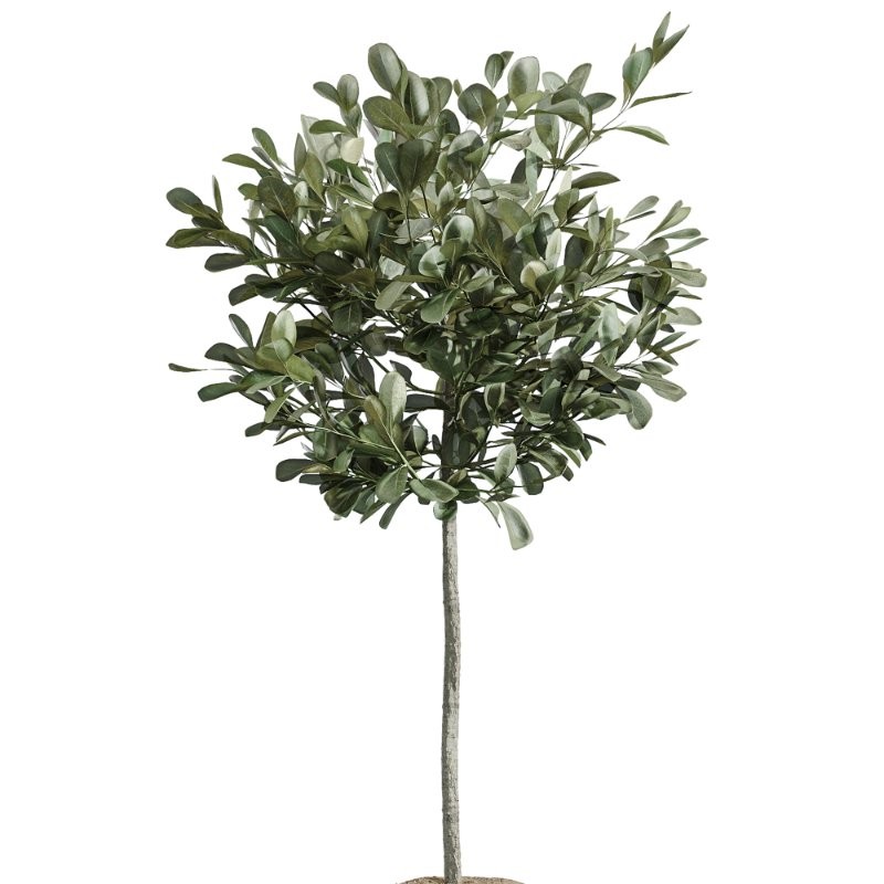 AV Indoor Plants Set 417 Olive Tree and Ficus microcarpa and Zamioculcas Zamiifolia and Ficus Marginata - Image 4