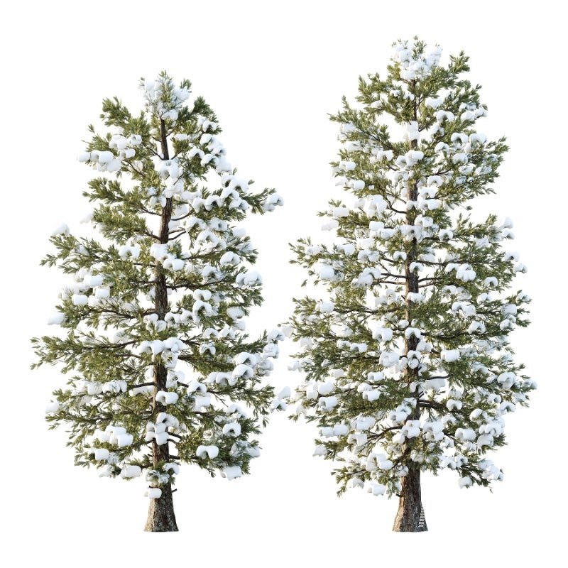 Douglas Fir Winter Tree 03 - Image 1