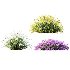 AV Spring flowering shrubs Calluna Vulgaris Helena Summer Broom Heather Garden Girls - Thumbnail 1