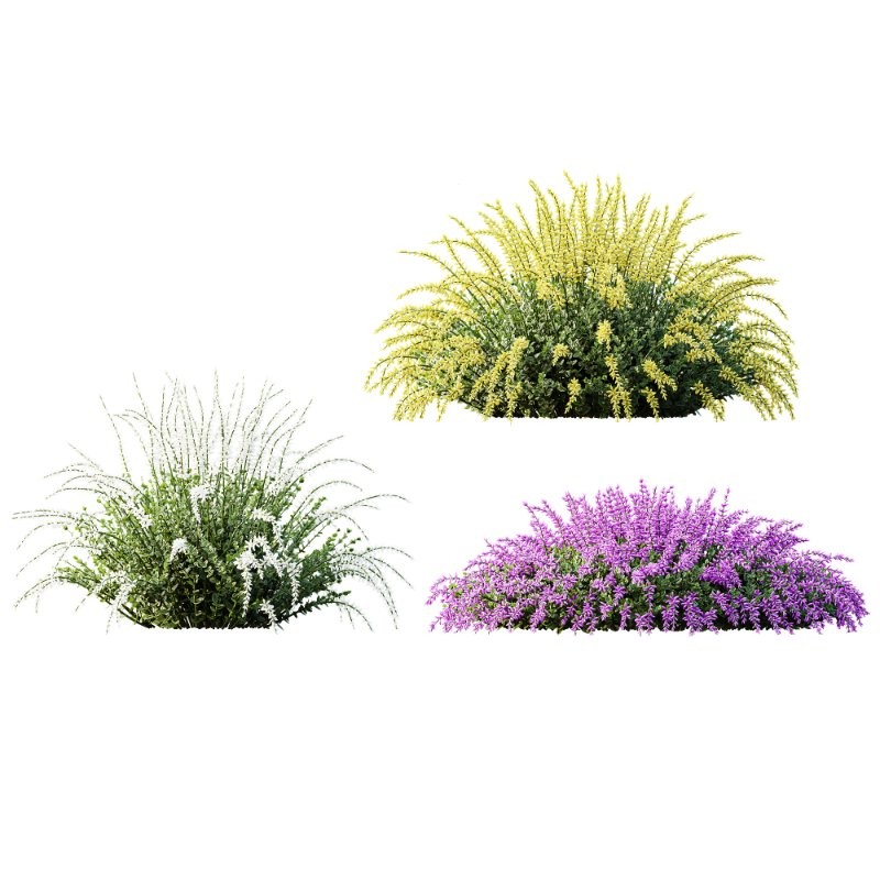 AV Spring flowering shrubs Calluna Vulgaris Helena Summer Broom Heather Garden Girls - Image 1