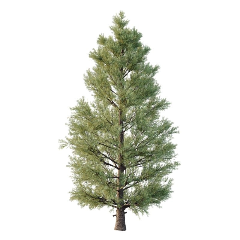 Eastern Red Cedar 01 - Image 2