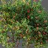 AV fruit trees Amygdalus Persica Peach and Orange tree - Thumbnail 5