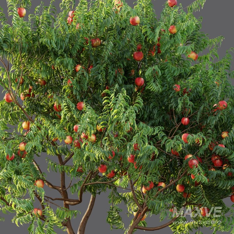 AV fruit trees Amygdalus Persica Peach and Orange tree - Image 5