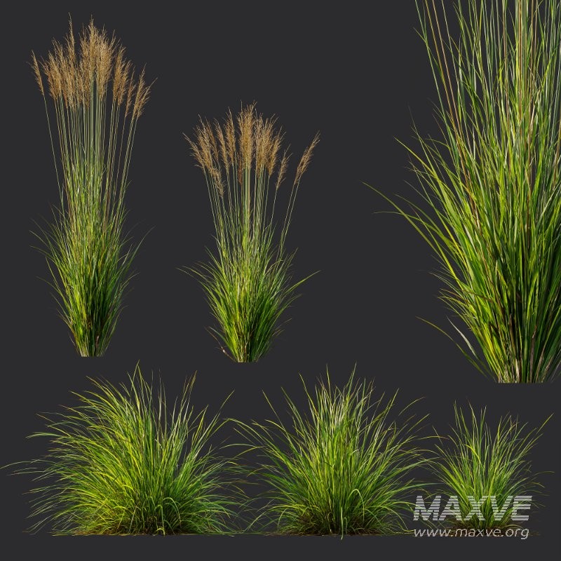 ntal grass set featuring Molinia Caerulea ‘Heidebraut’ (Kleines Pfeifengras) and Carex Elata ‘Aurea’. This combination blends the tall, upright flowering stems of Molinia with the dense, arching, golden-green foliage of Carex, creating a balanced and visually rich planting that works beautifully in contemporary gardens, parks, naturalistic landscapes, and architectural visualizations. - Image 6