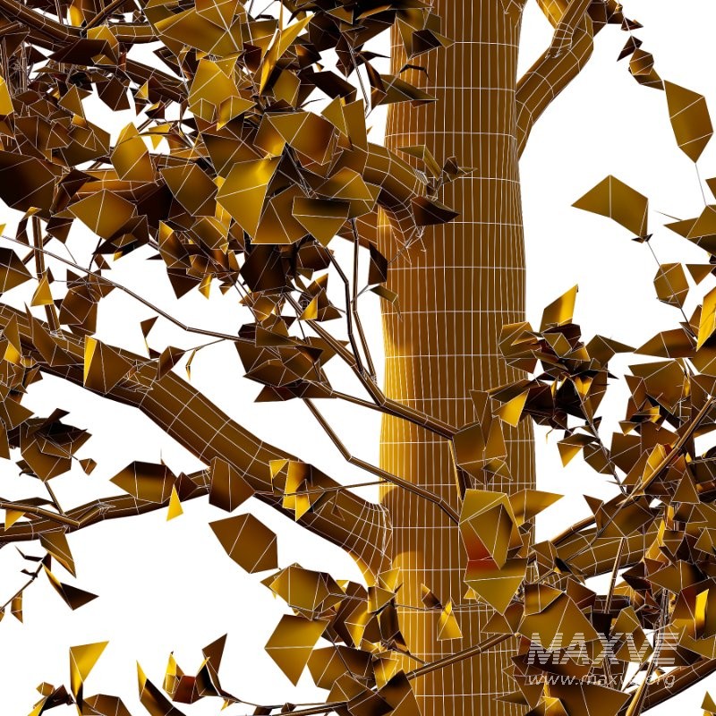 Diffrent Tilia platyphyllos Tree 001 - Image 7