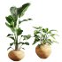 Faux Banana Syngonium in Terracotta Pots - Thumbnail 2