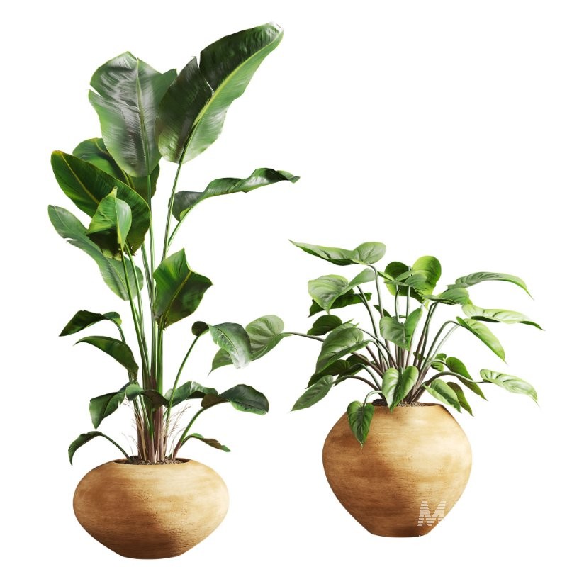 Faux Banana Syngonium in Terracotta Pots - Image 2
