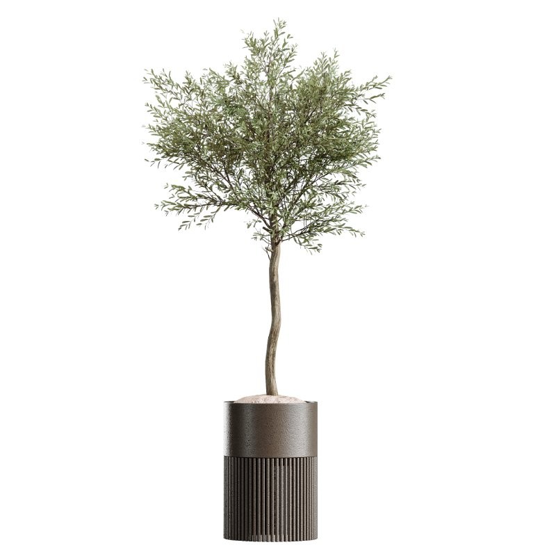 AV Indoor Plants Set 424 Yucca Palm and Elegant Monstera and Olive Tree and Euphorbia Drupifera - Image 4