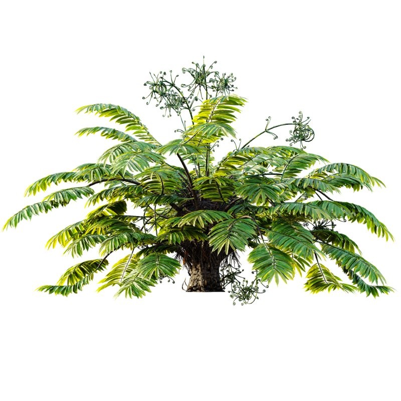 AV Angiopteris Fokiensis Fern Forest and Rhapis Excelsa - Image 2